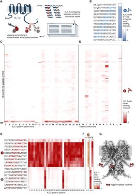 Molecular dissection of an immunodominant epitope in Kv1.2-exclusive autoimmunity